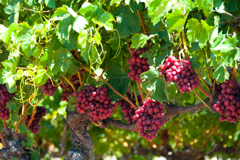 Découverte des vins de la Swan Valley : Visite privée au départ de Perth