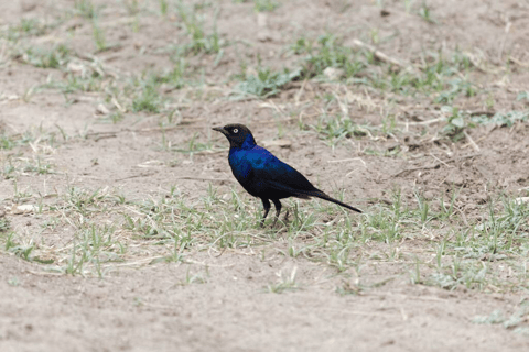 Von Addis Abeba nach Awash: 3-tägige Safari und Naturerlebnis
