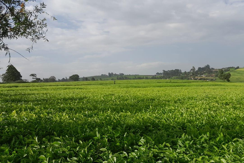 Limuru: E-Bike Ride Through Tea Plantations Limuru: Tea Farms E-Bike riding & sky cycling