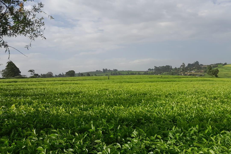 Limuru: E-Bike Ride Through Tea Plantations Limuru: Tea Farms E-Bike riding & sky cycling