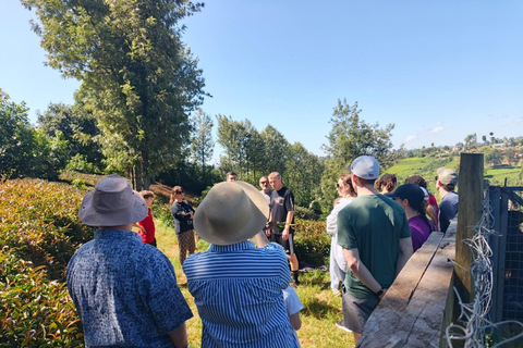Tour della fattoria del tè viola da Nairobi - Esplora i verdi di GaturaTour della fattoria del tè viola da Nairobi - Esplora Gatura Greens