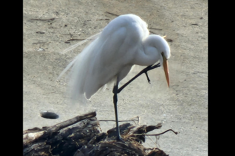 LA River Eco Tour and Secret Stair Hike