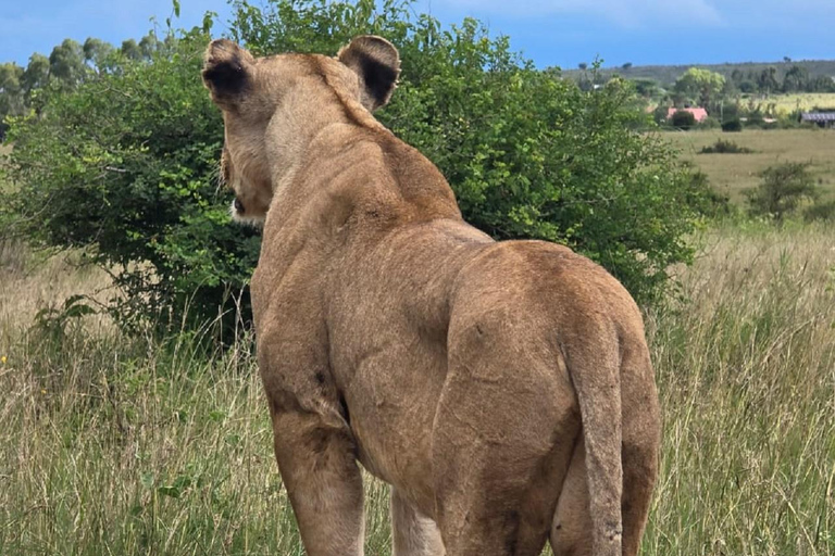 NAIROBI NATIONAAL PARK MIDDAG GAMEDRIVE.