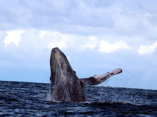 Cali: Whale Watching in the Colombian Pacific Coast