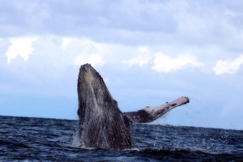 Cali: Walvissen kijken aan de Colombiaanse Pacifische kustCali: walvissen spotten aan de Colombiaanse Pacifische kust