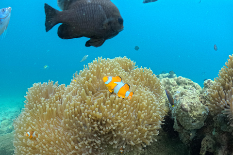 Lombok: Private Snorkeling Trip Gili Nanggu,Kedis,Tangkong Lombok: Private Gili Islands Snorkeling Trip For Big Group