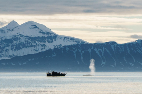 Skjervøy : Excursion en bateau chauffé pour l&#039;observation des orques et des baleines