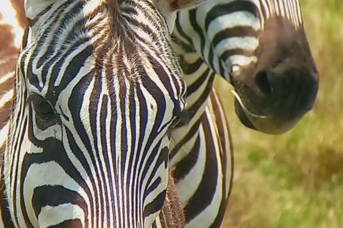 Nairobi: Half Day guided tour to Nairobi National Park