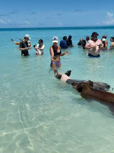 Nassau: Schwimmen mit Schweinen, Schnorcheln und Sightseeing-Tour