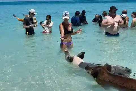 Nassau : Baignade avec des cochons, plongée en apnée et visite touristique