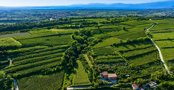 Lake Garda: Panoramic Tour of the Farm and Olive Oil Tasting