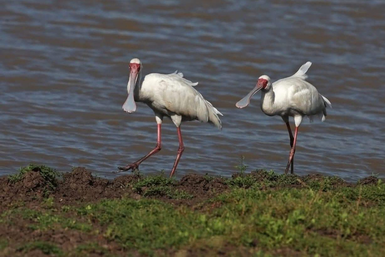 Nairobi: passeio de meio dia no Parque NacionalNairobi: tour privado de meio dia no Parque Nacional