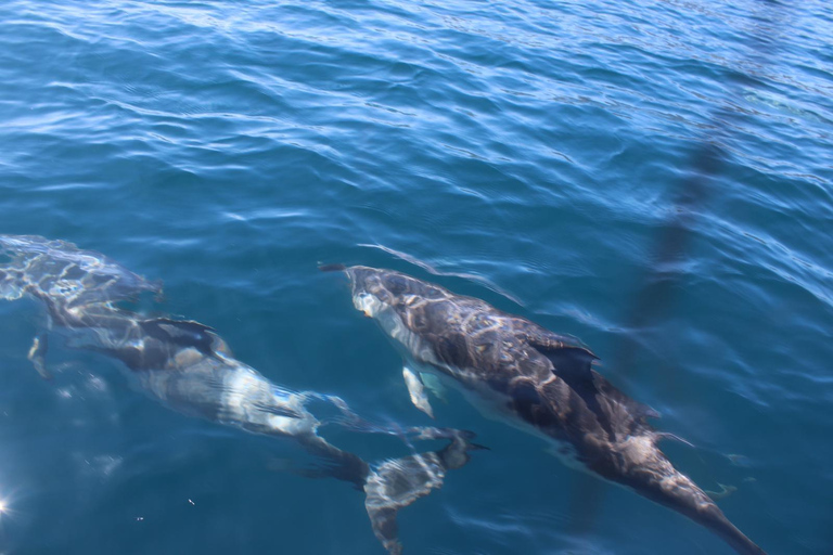 Taormina: Sunset Dolphin Tour by Catamaran with Aperitif