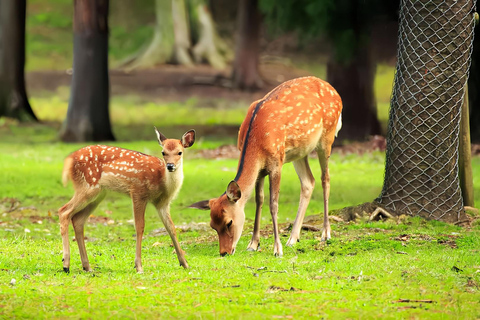Osaka/Kyoto: Arashiyama, Nara Park & Fushimi Inari Day Tour Kyoto Departure: Private Sightseeing Tours
