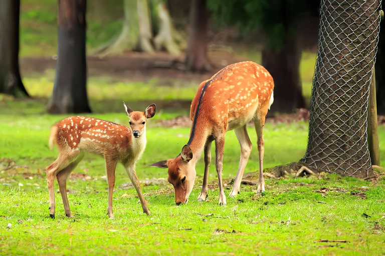 Osaka/Kyoto: Arashiyama, Nara Park & Fushimi Inari Day Tour Kyoto Departure: Private Sightseeing Tours