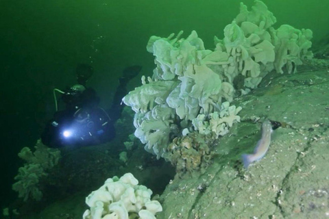 Vancouver: Inmersión en barco en la bahía de Horseshoe