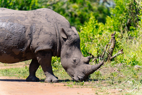 Ziwa Rhino Sanctuary Guided Walking Tour