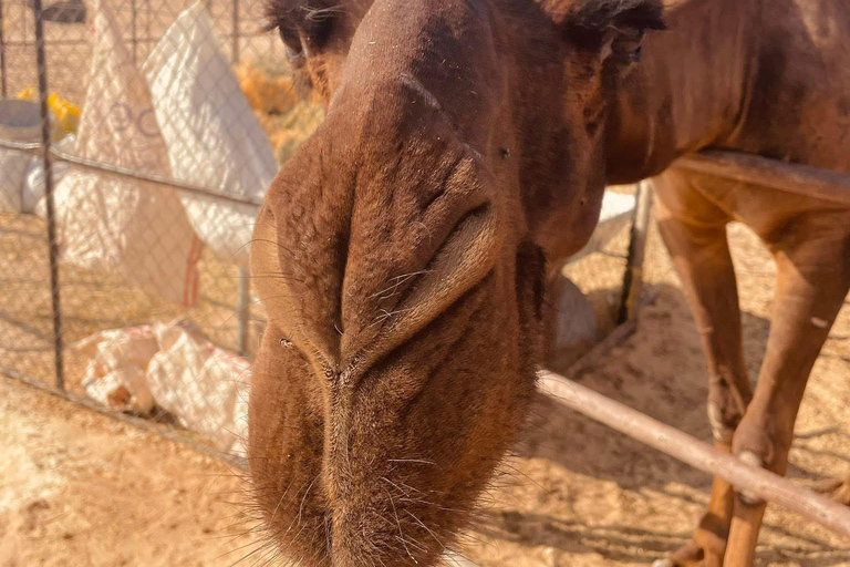 Salalah: Empty Quarter Desert Adventure to Hashman Dunes