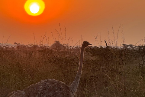 Nairobi Park Safari, Sheldrick's Orphanage & Giraffe Center Shared Drive in Open-Roof Van Game Drive