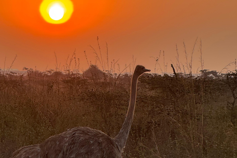Nairobi Park Safari, Sheldrick's Orphanage & Giraffe Center Shared Drive in Open-Roof Van Game Drive