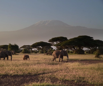 Day Trip to Amboseli National Park from Nairobi
