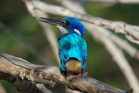 Victoria Falls: Zambezi River Birdwatching Cruise & Pickup