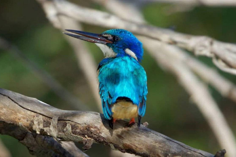 Victoria Falls: Zambezi River Birdwatching Cruise & Pickup