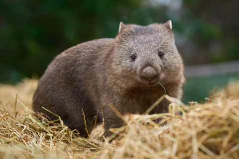 Bonorong Wildlife Sanctuary Shuttle: Hobart Excursie vanaf de kust