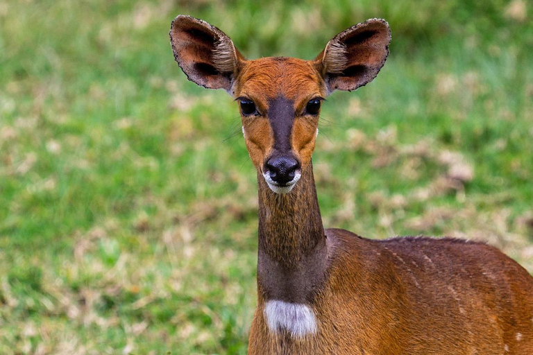 Zanzibar: tour di 2 giorni e 1 notte al Parco Nazionale di Mikumi in barca