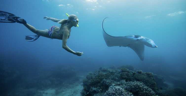 From Bali Swim with Manta Rays in Nusa Penida