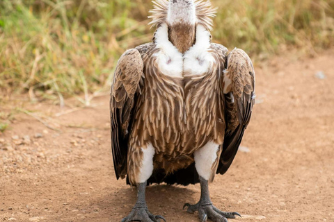 Halvdags safari i Nairobis nationalpark med upphämtning