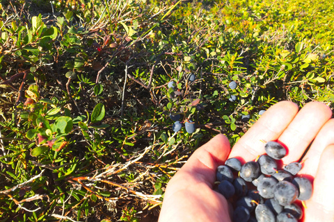 Visite d&#039;une jounée du cercle arctique