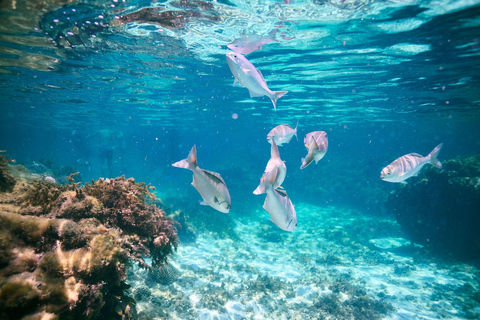 Rottnest Island: Guided Snorkeling Boat Tour with Gear