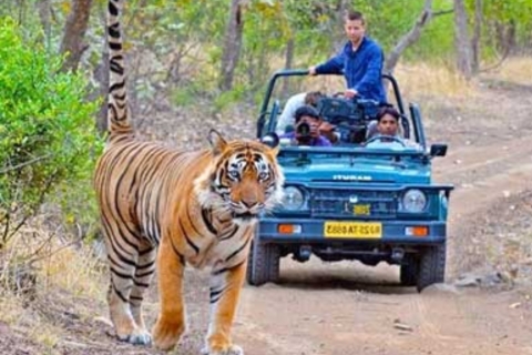 Von Jaipur aus: Geführte Ranthambore Tour mit TaxiTour mit privatem Auto und Fahrer