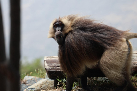 From Addis: Blue Nile Gorge, Baboons & Waterfalls