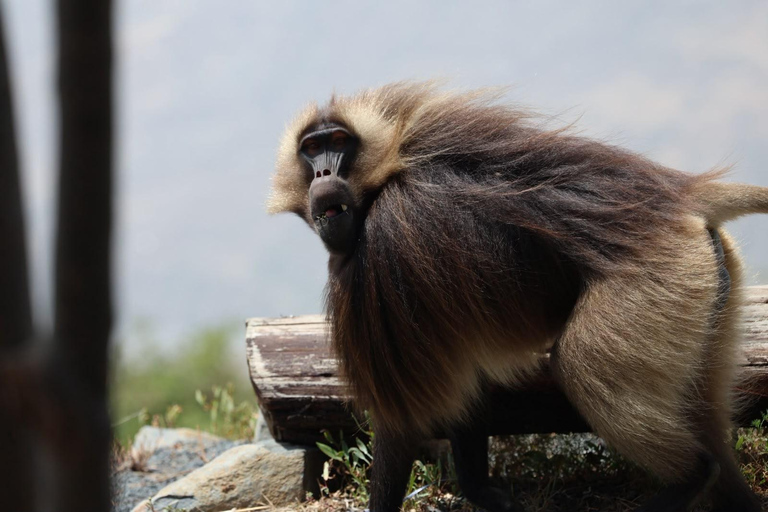 From Addis: Blue Nile Gorge, Baboons & Waterfalls
