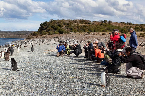 Ushuaia: Martillo Island Full-Day Tour – Walk Among Penguins