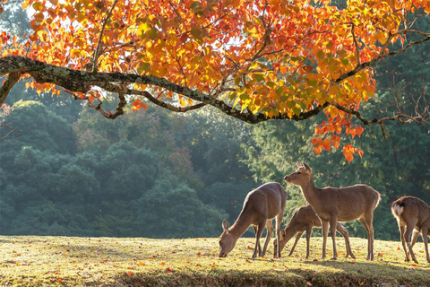Kyoto, Gion & Nara: Culture & Heritage Full-Day Tour Trip from Osaka 8:40AM
