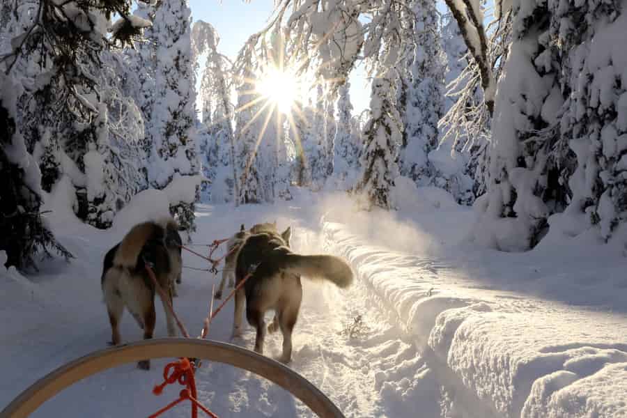 Ruka: 5 km Husky-Safari mit Snacks und Lagerfeuer. Foto: GetYourGuide Ruka: 5 km Husky-Safari mit Snacks und Lagerfeuer. Foto: GetYourGuide