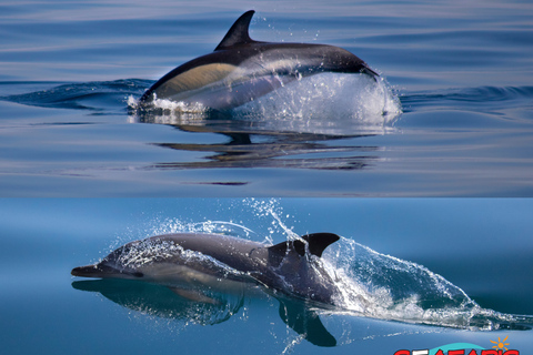 Lagos: Dolphin Watching and Benagil Caves Boat Tour
