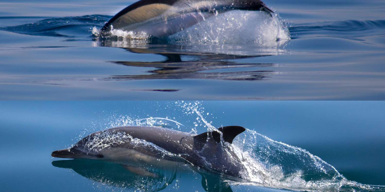Lagos: Dolphin Watching Tour
