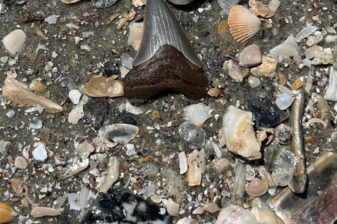 Folly Beach: Morris Island Boat Tour with Fossil Hunting