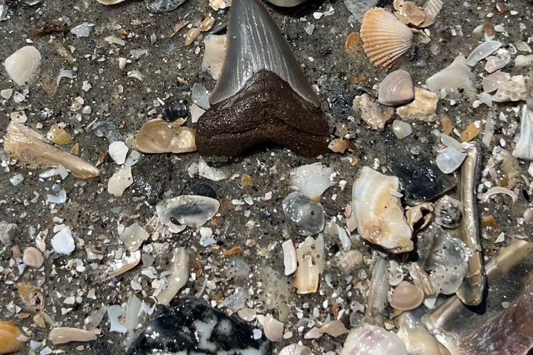 Folly Beach : Tour en bateau de l&#039;île Morris avec chasse aux fossiles