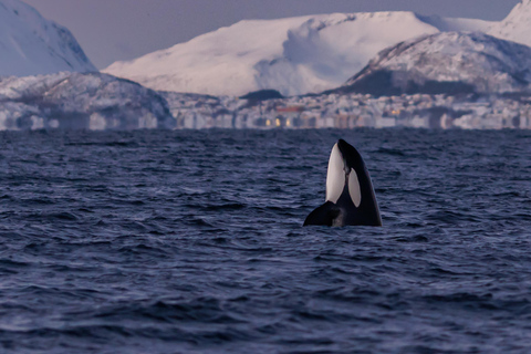 From Skjervøy: Whale Watching in a Heated Cabin Cruiser