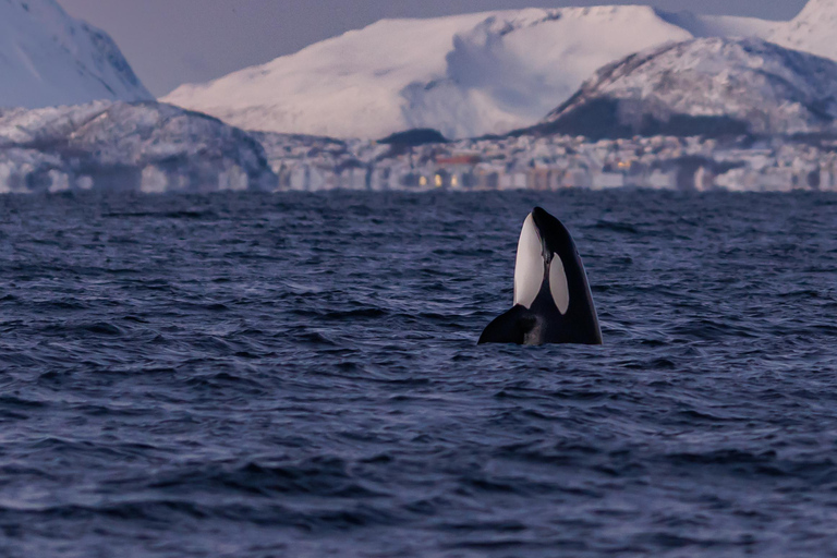 From Skjervøy: Whale Watching in a Heated Cabin Cruiser