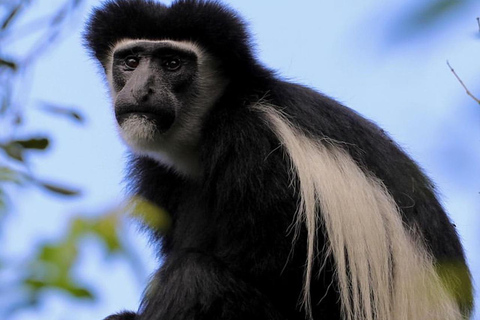 Arusha: escursione di un giorno al Parco Nazionale di Arusha con fotosafari