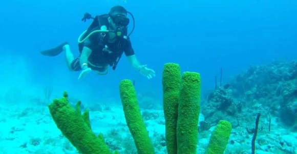 Punta Cana: Catalina Island Scuba Diving Day Trip