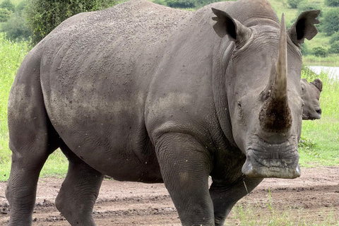 Nairobi: National Park Tour Experience
