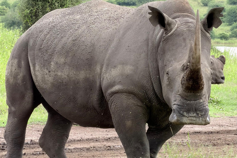 Nairobi: National Park Tour Experience