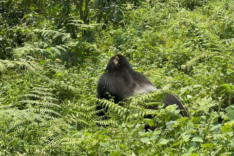 7 Day Rwanda &amp; Uganda Primates Trekking &amp; Wildlife Tour